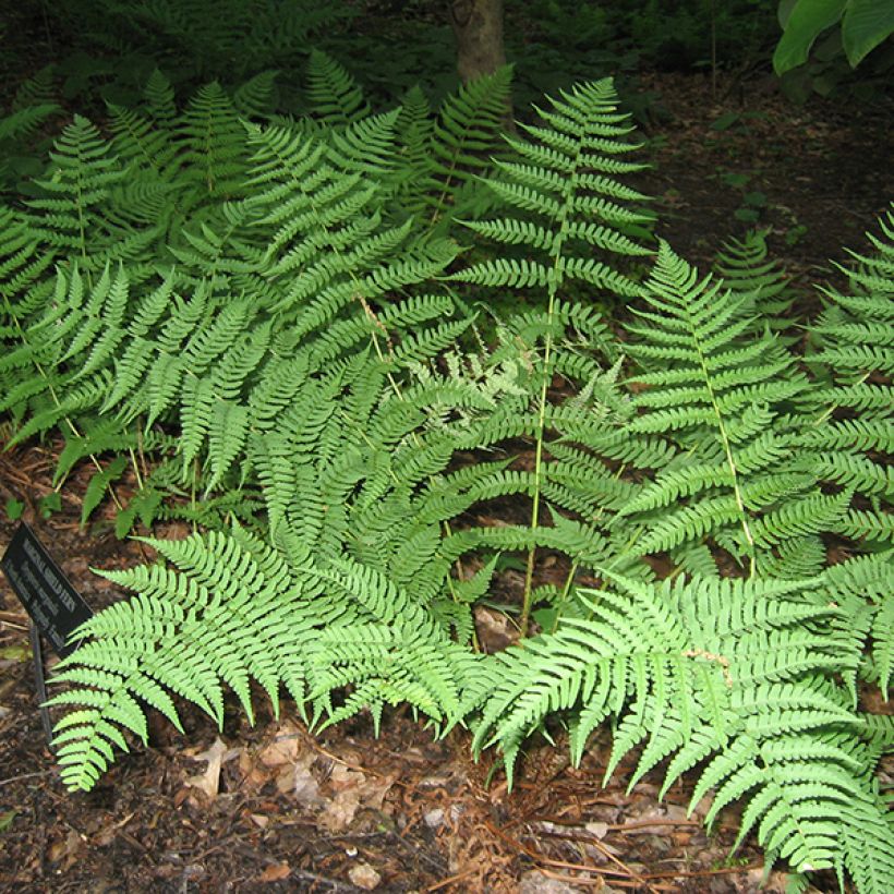 Dryopteris marginalis - Niervaren (Groeiplaats)