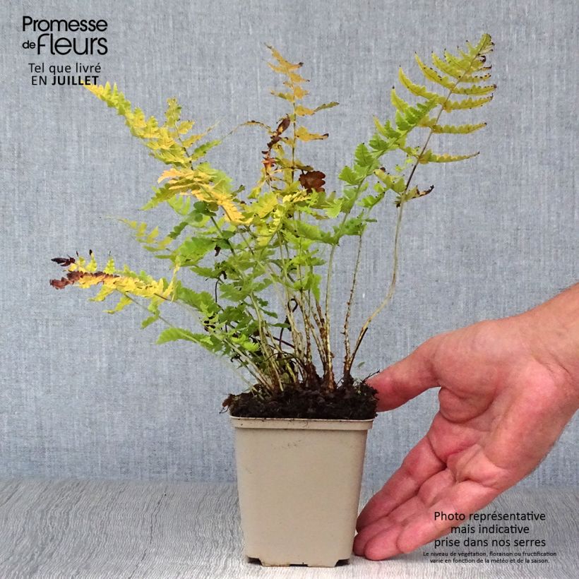 Exemplaar van Dryopteris marginalis - Niervaren Kweekpotje van 8/9 cm zoals geleverd in de zomer