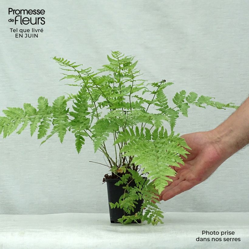 Exemplaar van Dryopteris stewartii - Niervaren Kweekpotje van 8/9 cm zoals geleverd in de zomer