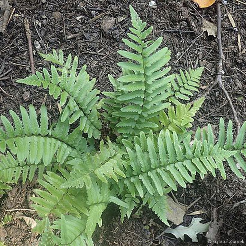 Dryopteris tokyoensis - Niervaren (Groeiplaats)