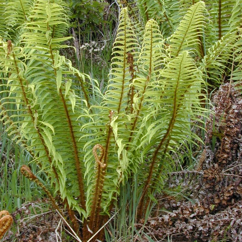 Dryopteris wallichiana - Zwarte schubvaren (Groeiplaats)
