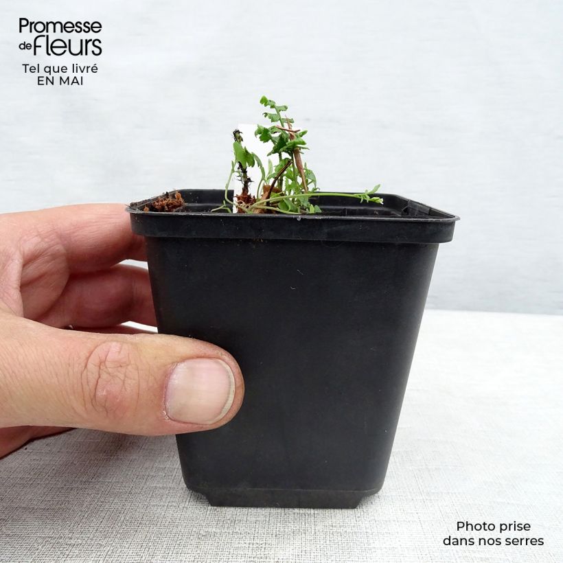 Exemplaar van Dryopteris wallichiana - Zwarte schubvaren Kweekpotje van 8/9 cm zoals geleverd in de lente