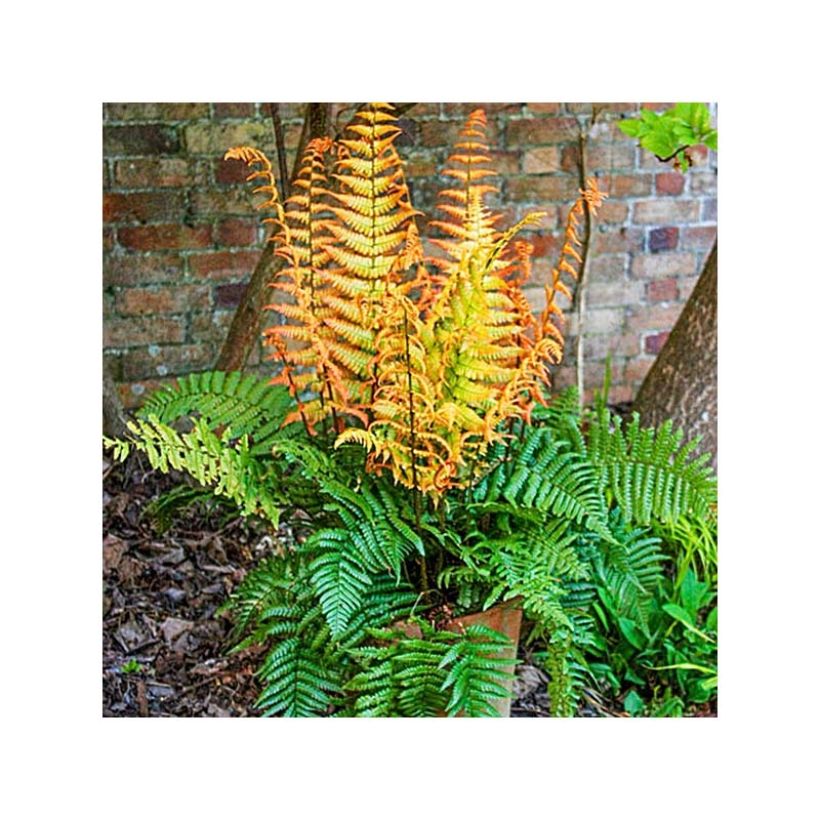 Dryopteris wallichiana Jurassic Gold - Zwarte schubvaren (Groeiplaats)