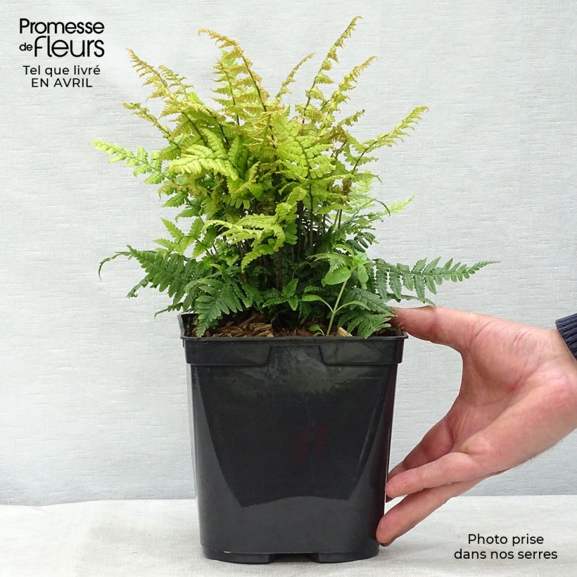 Exemplaar van Dryopteris wallichiana Jurassic Gold - Zwarte schubvaren Pot van 2 l/3 l zoals geleverd in de lente