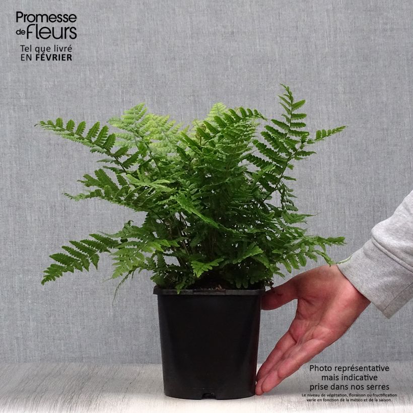 Exemplaar van Dryopteris wallichiana Jurassic Gold - Zwarte schubvaren Pot van 2 l/3 l zoals geleverd in de herfst