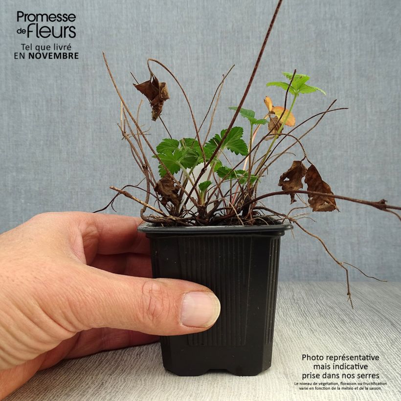 Exemplaar van Duchesnea indica - Schijnaardbei Kweekpotje van 8/9 cm zoals geleverd in de herfst