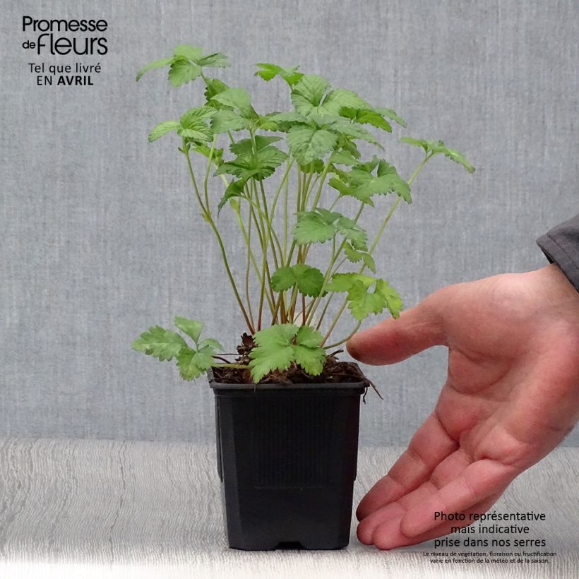 Exemplaar van Duchesnea indica - Schijnaardbei Kweekpotje van 8/9 cm zoals geleverd in de lente