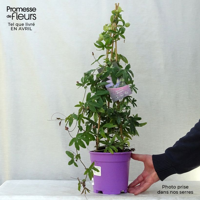 Example of Tweekleurig Passiebloem Duo - Passiebloem Pot van 2 l/3 l as you get in printemps