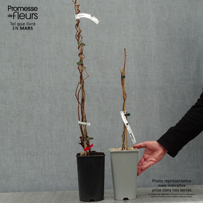 Exemplaar van Duo Kiwi Montcap vrouwelijke plant en Tomuri mannelijke bestuiver zoals geleverd in de winter