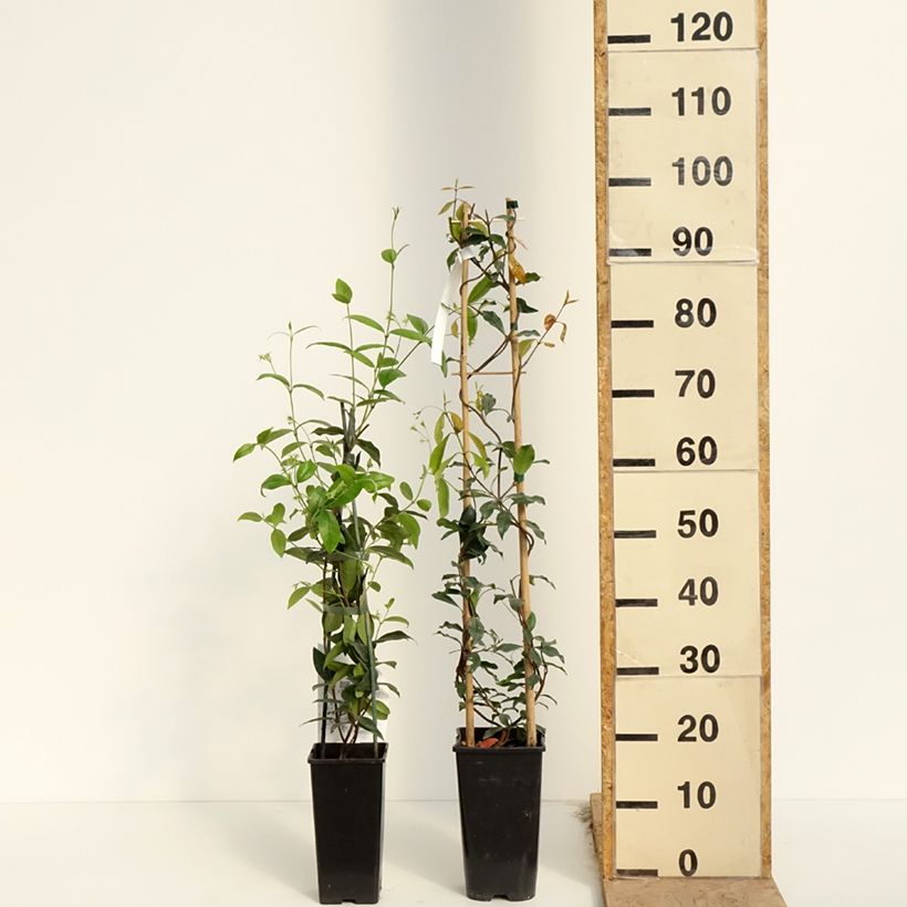 Exemplaar van Duo Sterjasmins zoals geleverd in de lente
