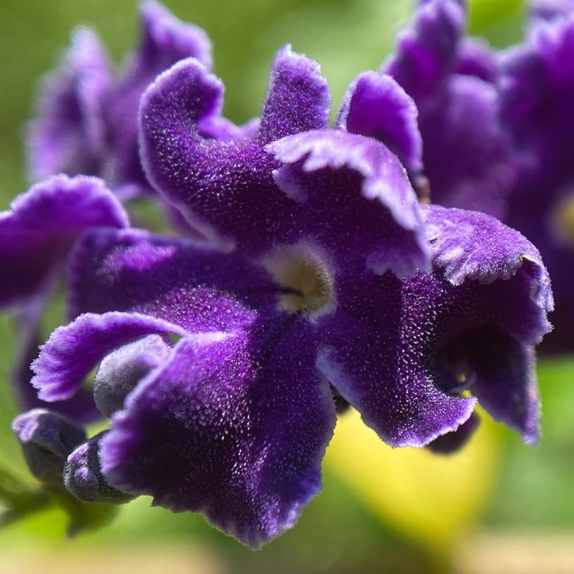 Duranta repens - Stoute jongens (Bloei)