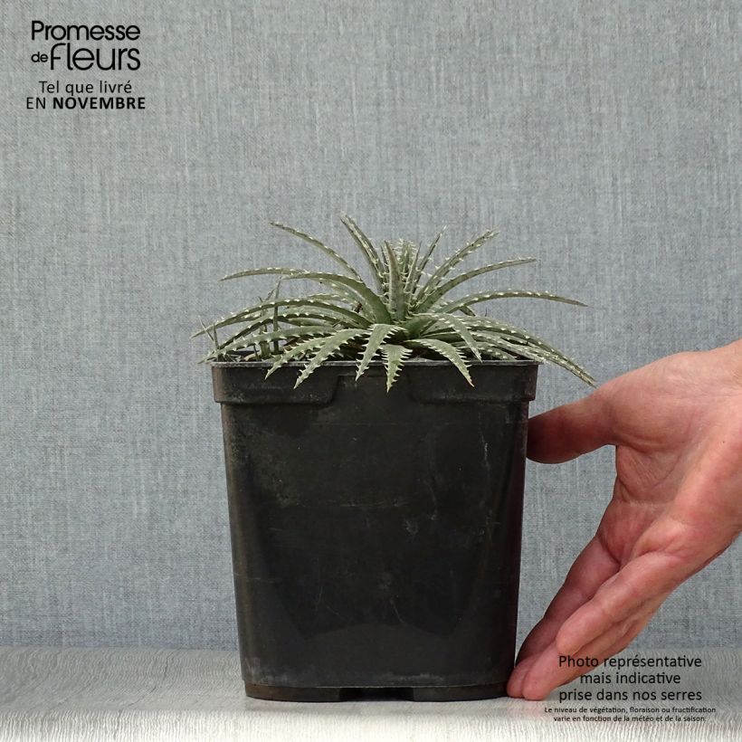 Exemplaar van Dyckia Brittle Star - Stekelbromelia Pot van 3 l/4 l zoals geleverd in de herfst