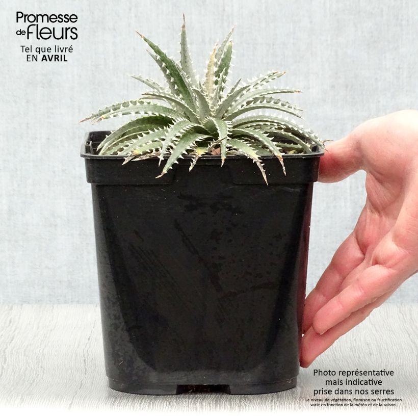 Example of Dyckia Grand Marnier Pot van 2 l/3 l as you get in printemps