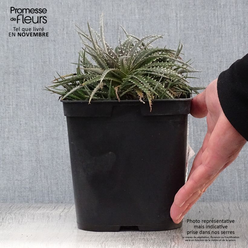 Exemplaar van Dyckia Grand Marnier Pot van 2 l/3 l zoals geleverd in de herfst