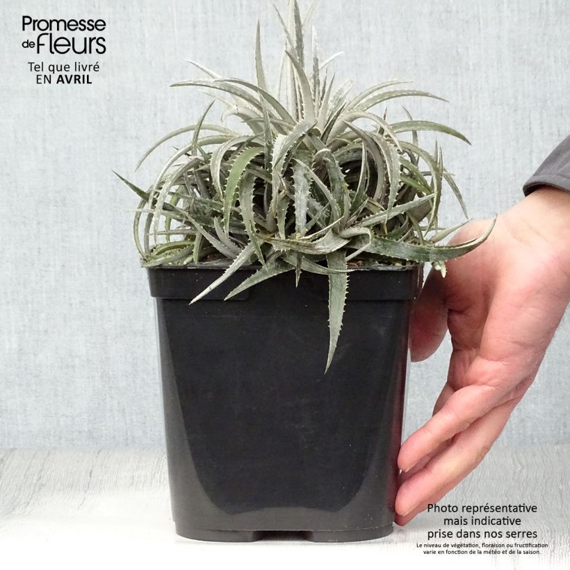 Exemplaar van Dyckia Pale Rider - Stekelbromelia Pot van 2 l/3 l zoals geleverd in de lente