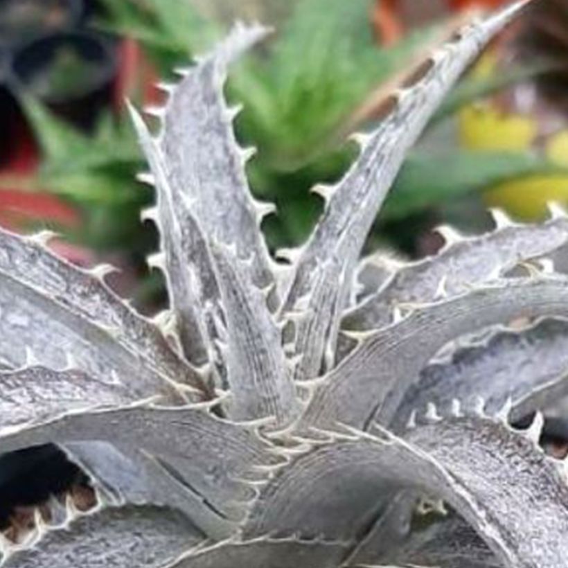 Dyckia Pale Rider - Stekelbromelia (Blad)