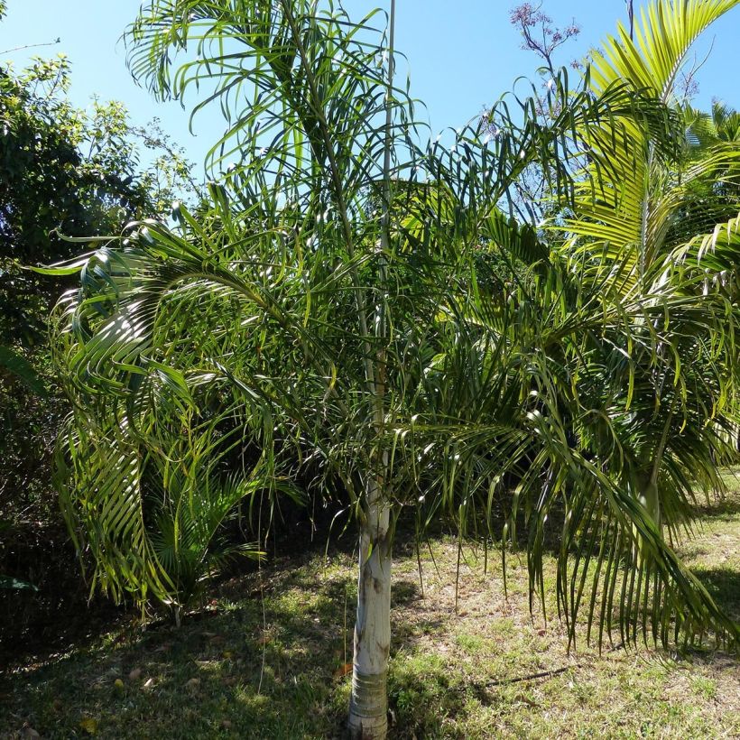 Dypsis plumosa - Driehoekspalm (Groeiplaats)