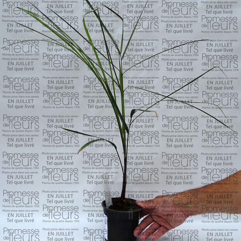 Exemplaar van Dypsis plumosa - Driehoekspalm Pot van 12 cm / 13 cm zoals geleverd in de zomer