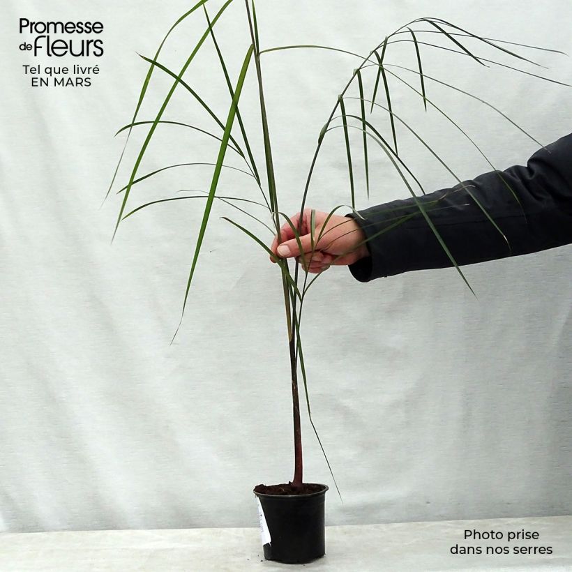 Exemplaar van Dypsis plumosa - Driehoekspalm Pot van 12 cm / 13 cm zoals geleverd in de lente