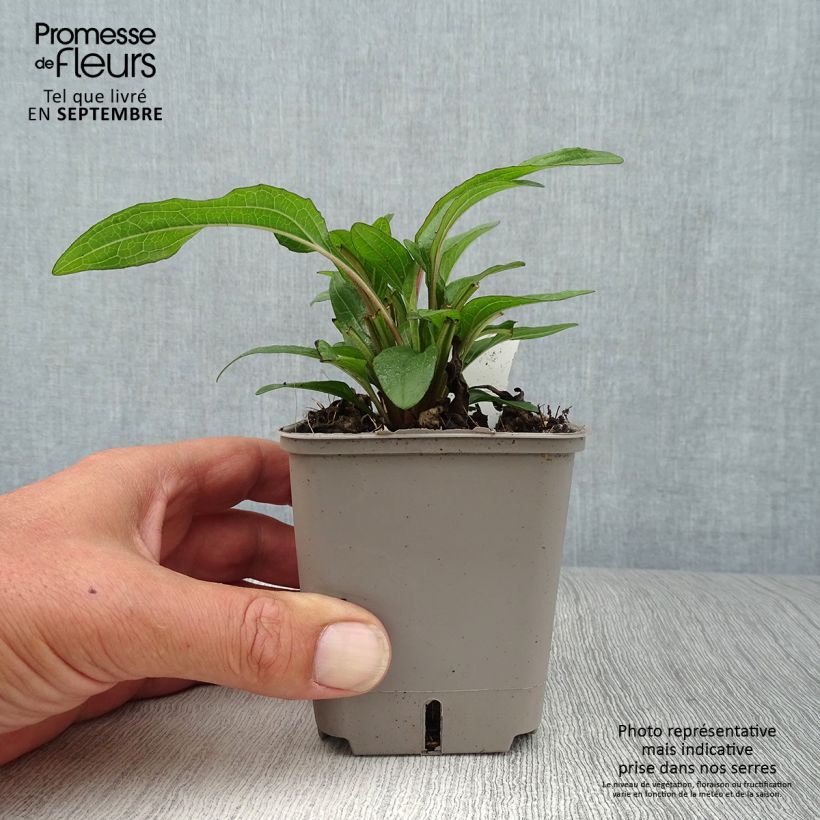 Exemplaar van Echinacea Kismet Orange Intense - Rode zonnehoed Kweekpotje van 8/9 cm zoals geleverd in de herfst