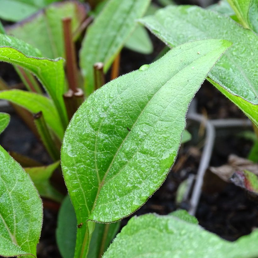 Echinacea purpurea Kismet Raspberry - Rode zonnehoed (Blad)