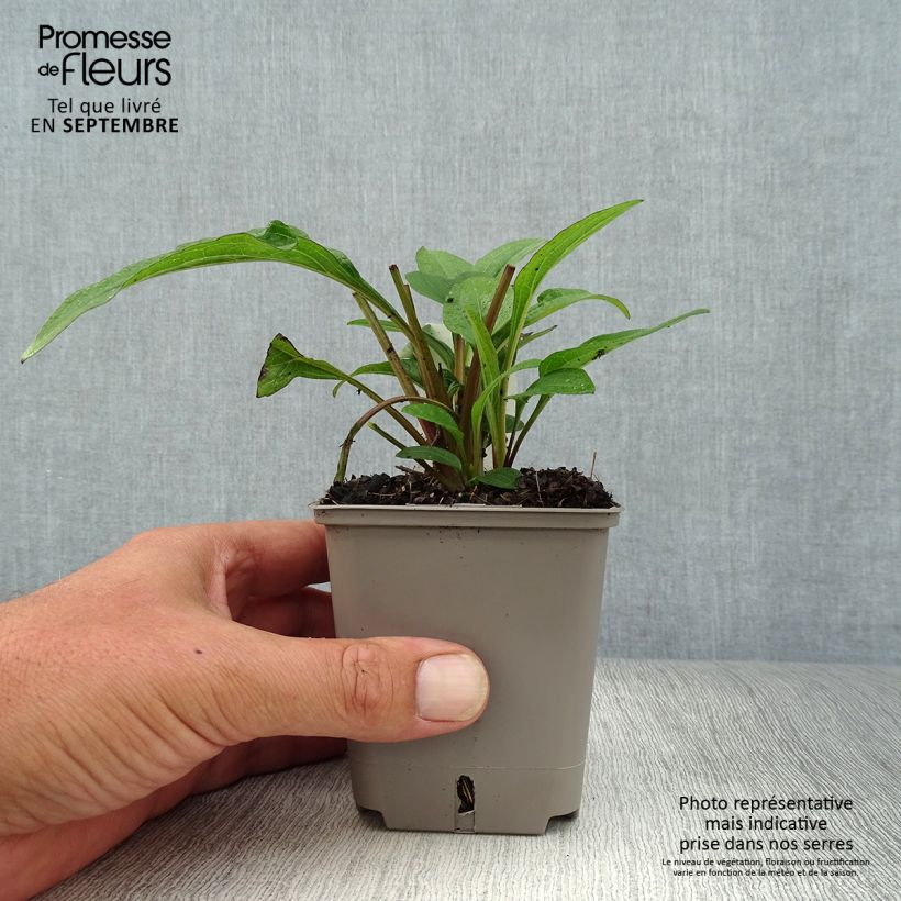 Exemplaar van Echinacea purpurea Kismet Raspberry - Rode zonnehoed Kweekpotje van 8/9 cm zoals geleverd in de herfst