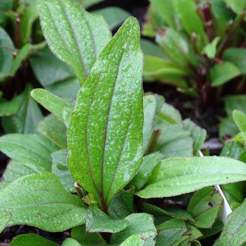 Echinacea purpurea Kismet Rood - Rode zonnehoed (Blad)