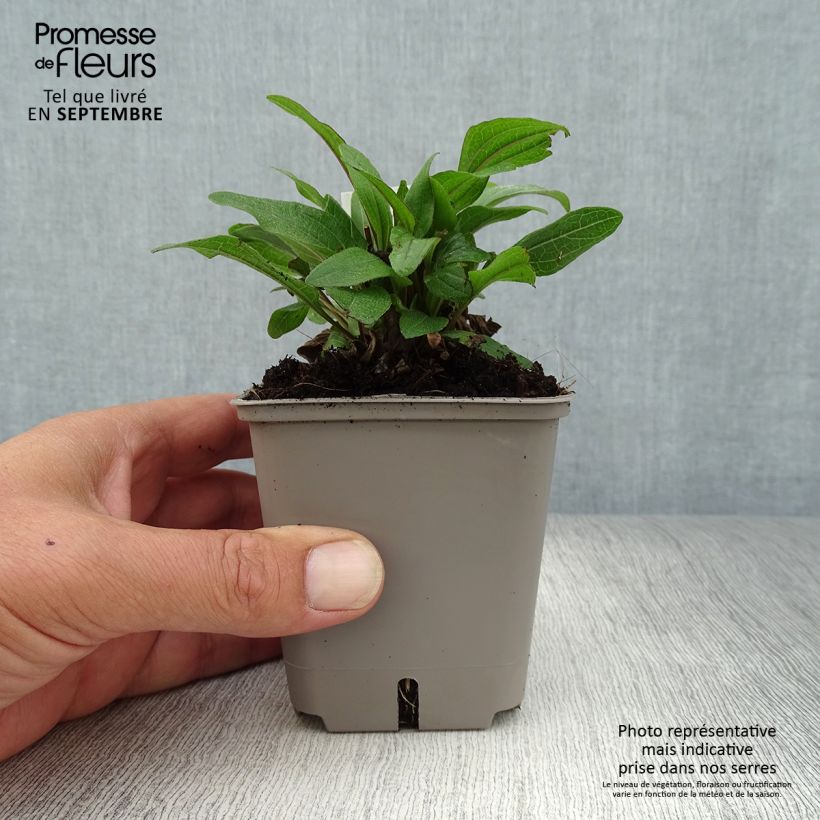 Exemplaar van Echinacea purpurea Kismet Rood - Rode zonnehoed Kweekpotje van 8/9 cm zoals geleverd in de herfst