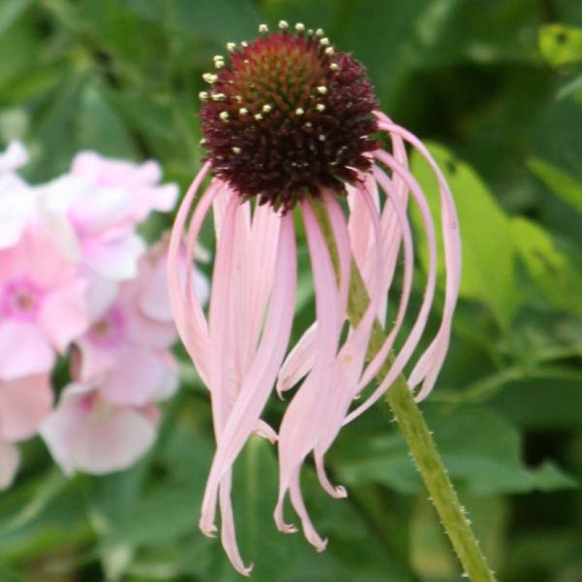 Echinacea pallida - Zonnehoed (Bloei)