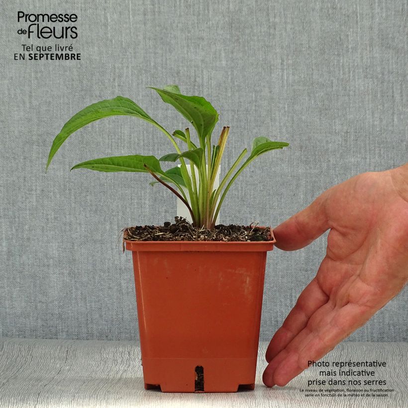 Exemplaar van Echinacea purpurea Summer Cocktail - Rode zonnehoed Pot van 1 l/1,5 l zoals geleverd in de herfst