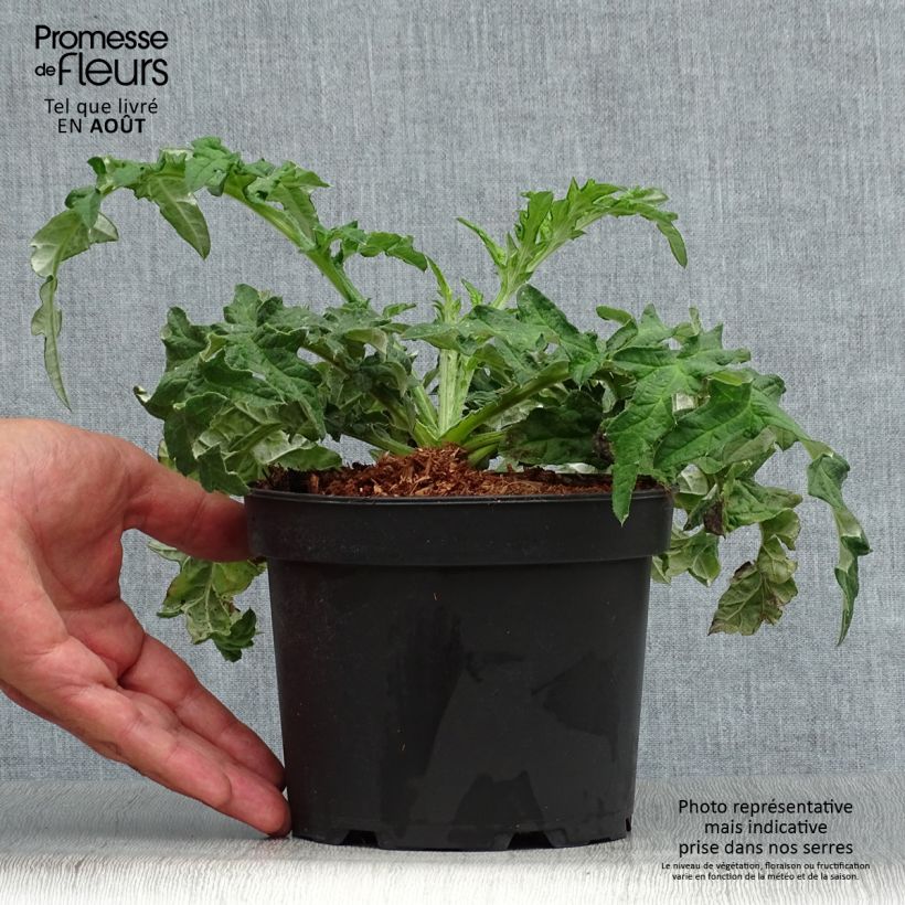 Exemplaar van Echinops bannaticus Taplow Blue - Kogeldistel Pot van 2 l/3 l zoals geleverd in de zomer