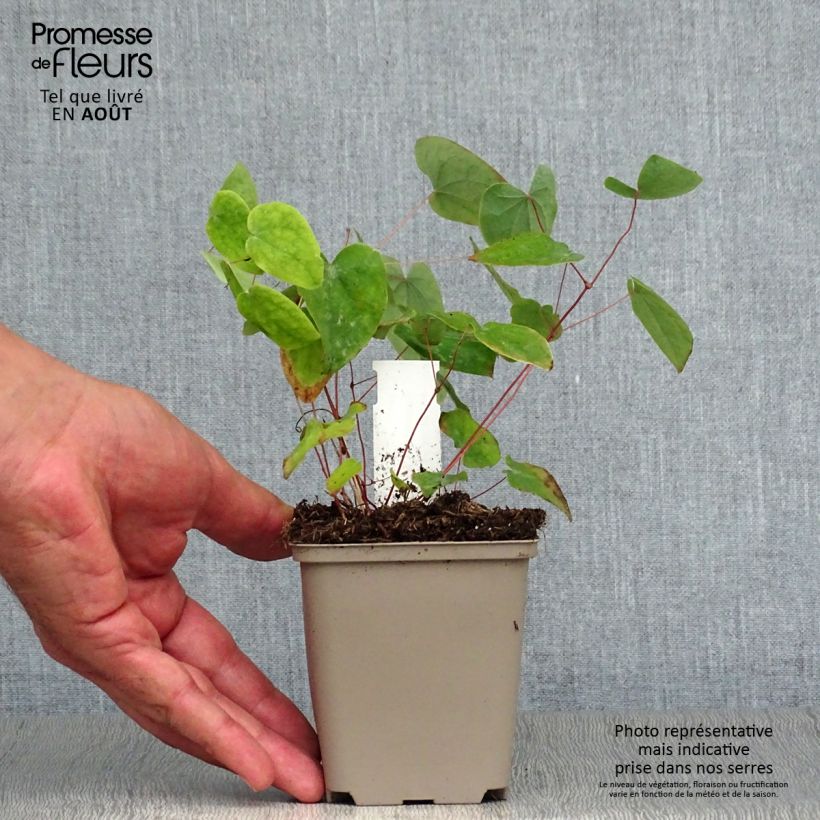 Exemplaar van Epimedium acuminatum - Elfenbloem Kweekpotje van 8/9 cm zoals geleverd in de zomer