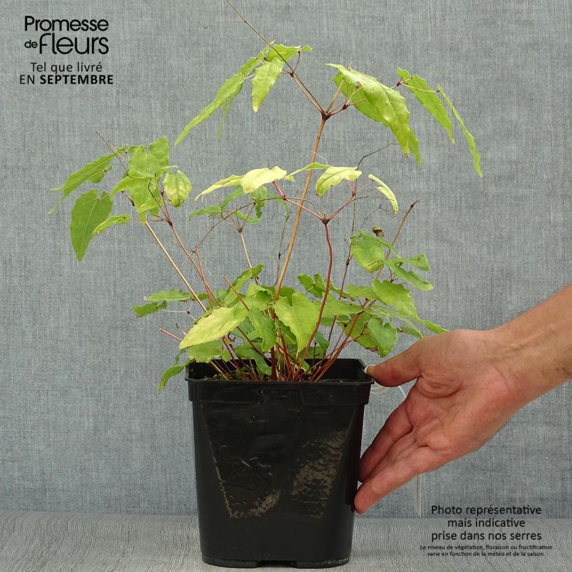 Exemplaar van Epimedium Amber Queen - Elfenbloem Pot van 3 l/4 l zoals geleverd in de herfst