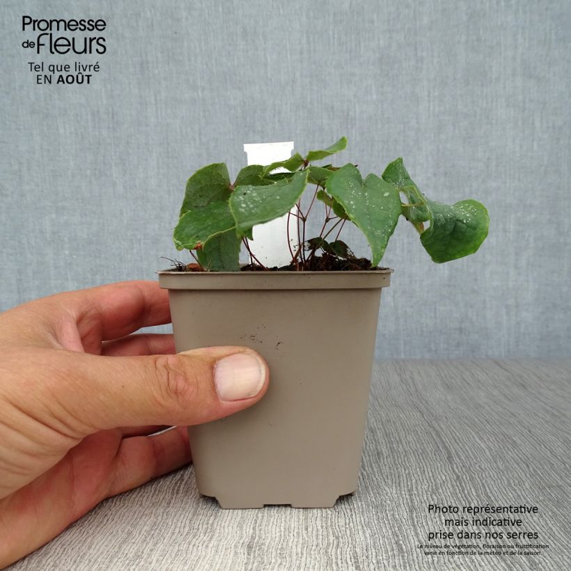 Exemplaar van Epimedium brachyrrhizum - Elfenbloem Kweekpotje van 8/9 cm zoals geleverd in de zomer