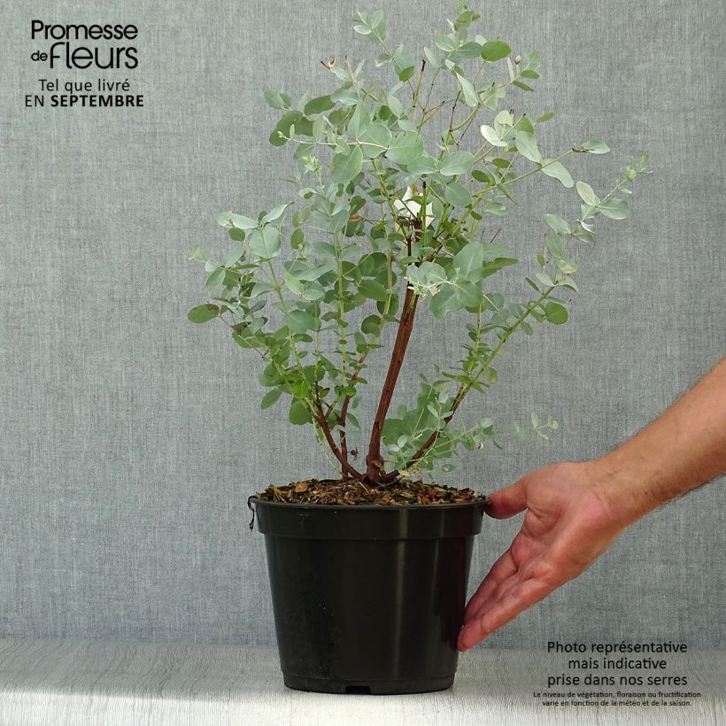 Exemplaar van Eucalyptus archeri Pot van 4 l/5 l zoals geleverd in de herfst