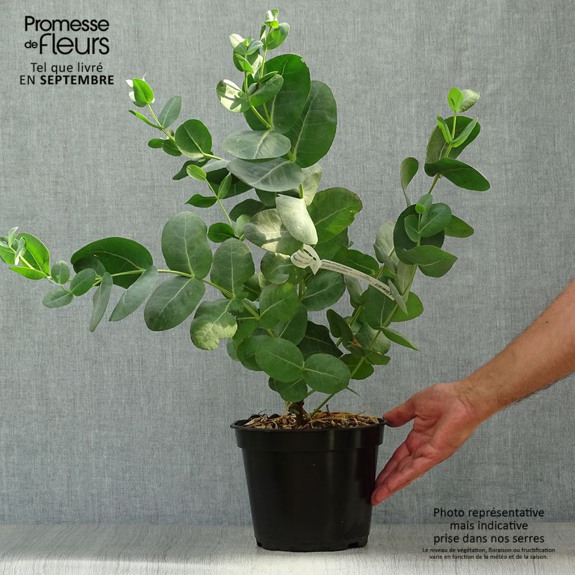 Exemplaar van Eucalyptus neglecta - Gomboom Pot van 4 l/5 l zoals geleverd in de herfst