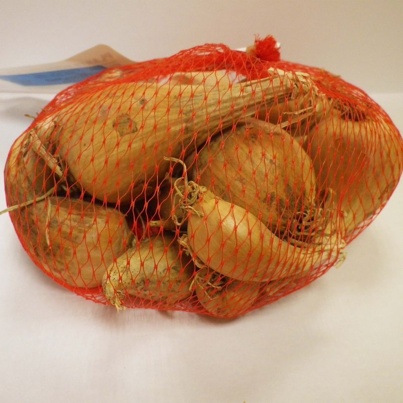 Example of Sjalot Griselle (pootgoed) Stuk kaliber 15/35 mm as you get