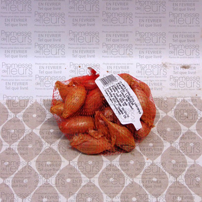 Example of Sjalot Longor (pootgoed) Stuk kaliber 15/35 mm as you get