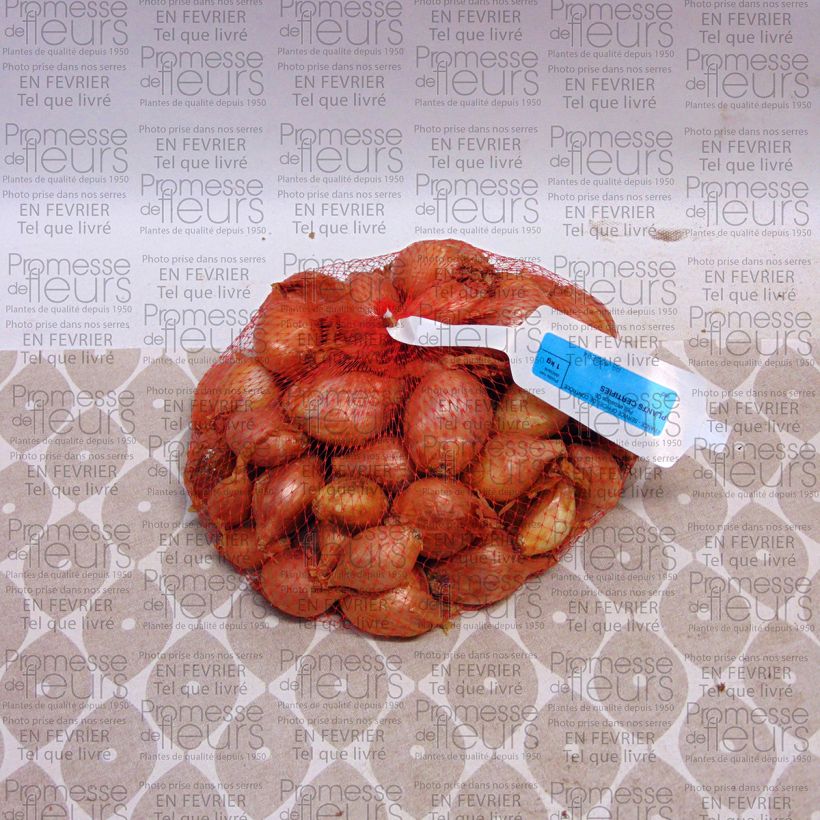 Example of Sjalot Mikor (pootgoed) Stuk as you get