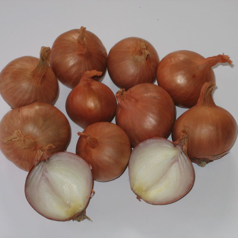 Sjalot Red Sun (pootgoed) (Oogst)