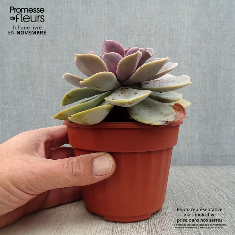 Exemplaar van Echeveria Perle Von Nürnberg Pot van 12 cm / 13 cm zoals geleverd in de herfst