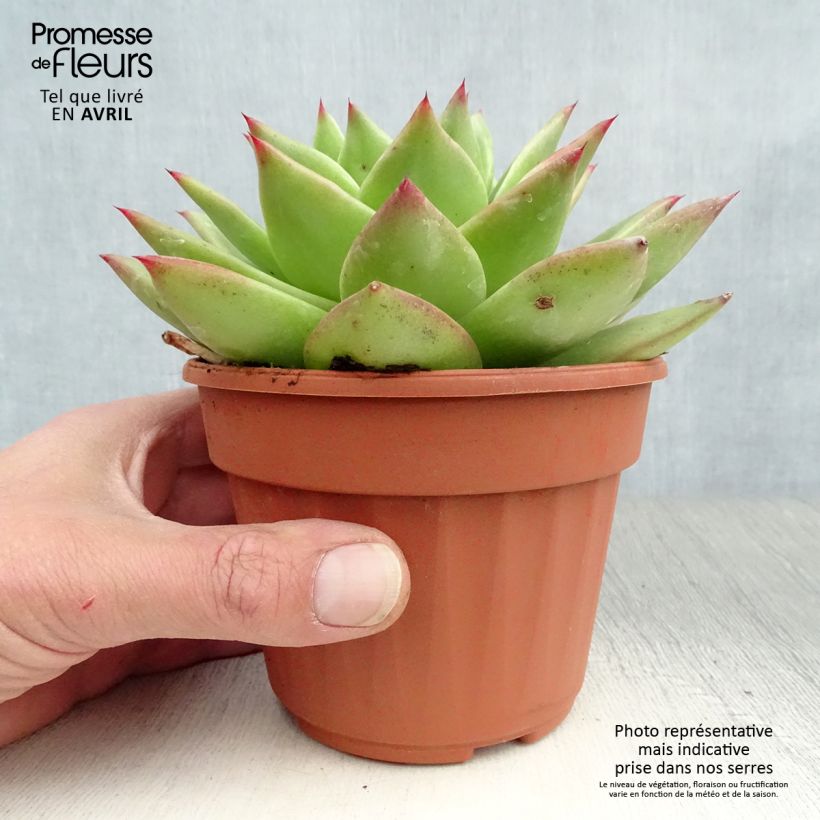 Exemplaar van Echeveria agavoides Ebony Pot van 12 cm / 13 cm zoals geleverd in de lente