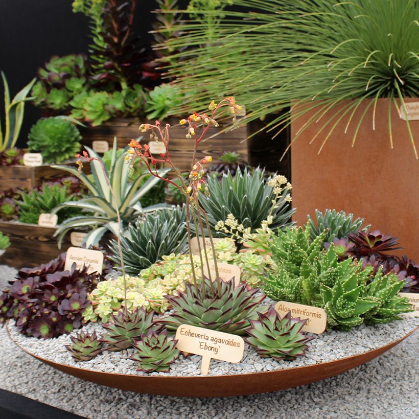 Echeveria agavoides Ebony (Groeiplaats)