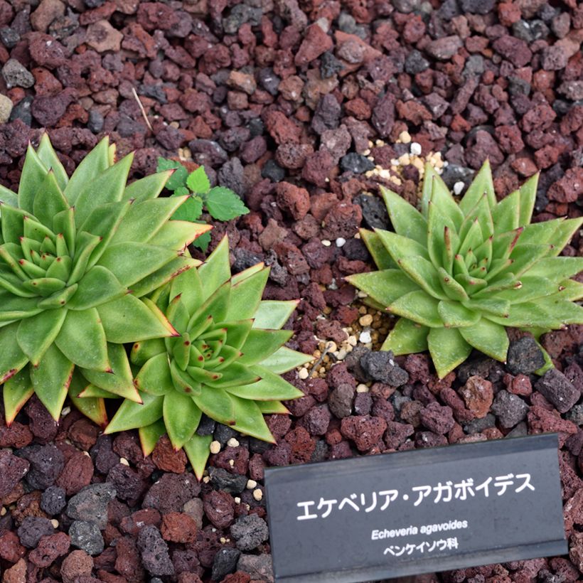 Echeveria agavoides (Groeiplaats)