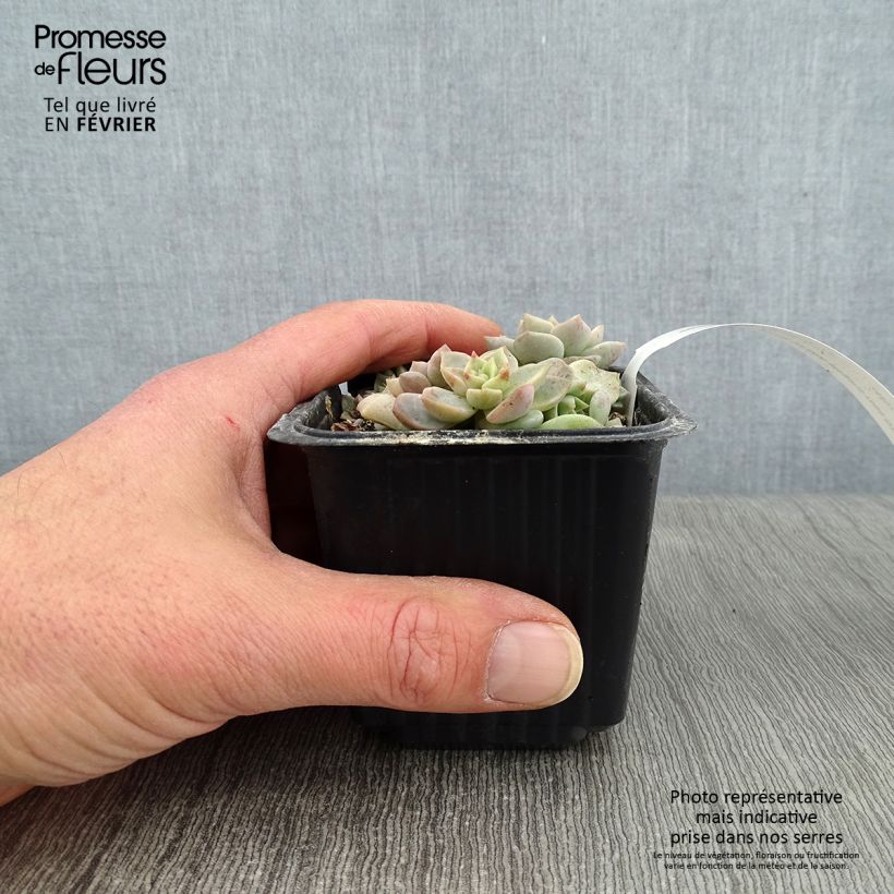Exemplaar van Echeveria elegans Roze - Mexicaanse sneeuwbal Kweekpotje van 8/9 cm zoals geleverd in de winter