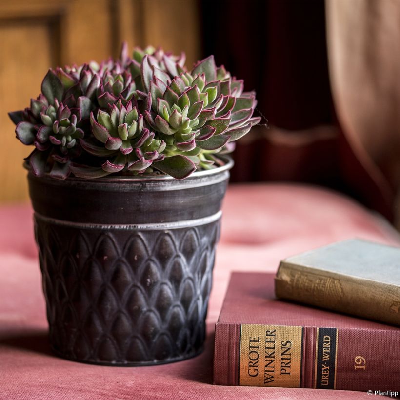 Echeveria Devotion (Groeiplaats)