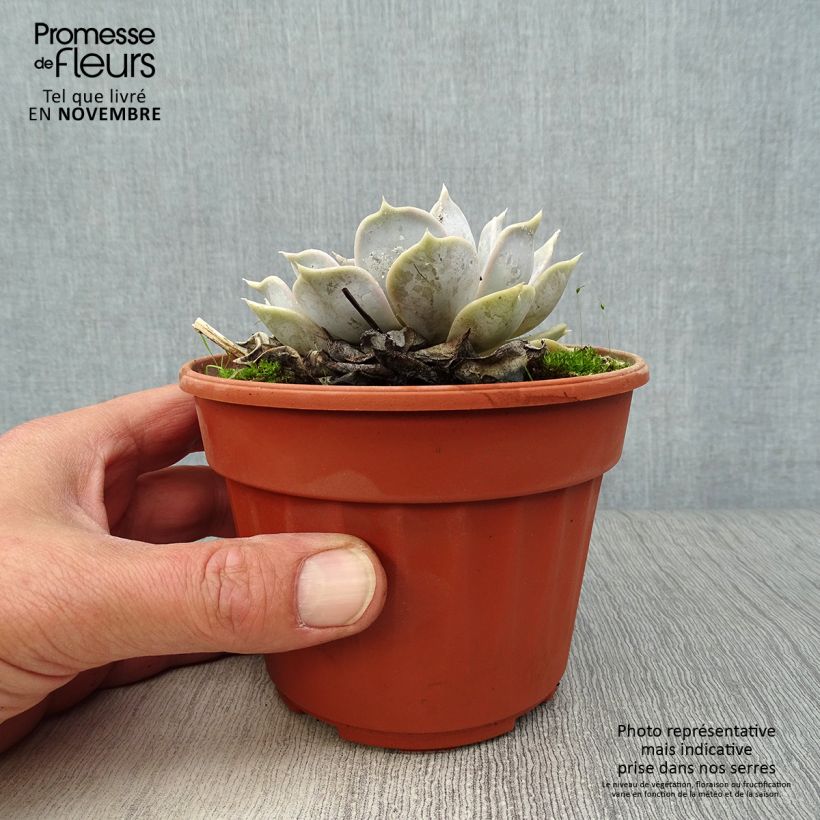 Exemplaar van Echeveria lilacina Pot van 1,5 l/2 l zoals geleverd in de herfst