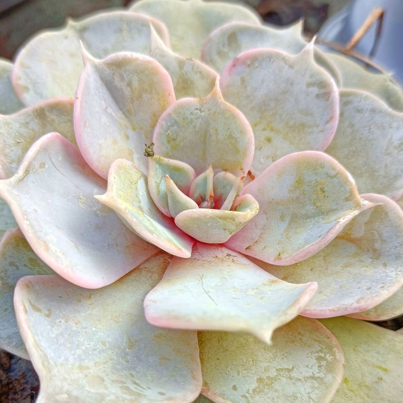 Echeveria lilacina (Blad)