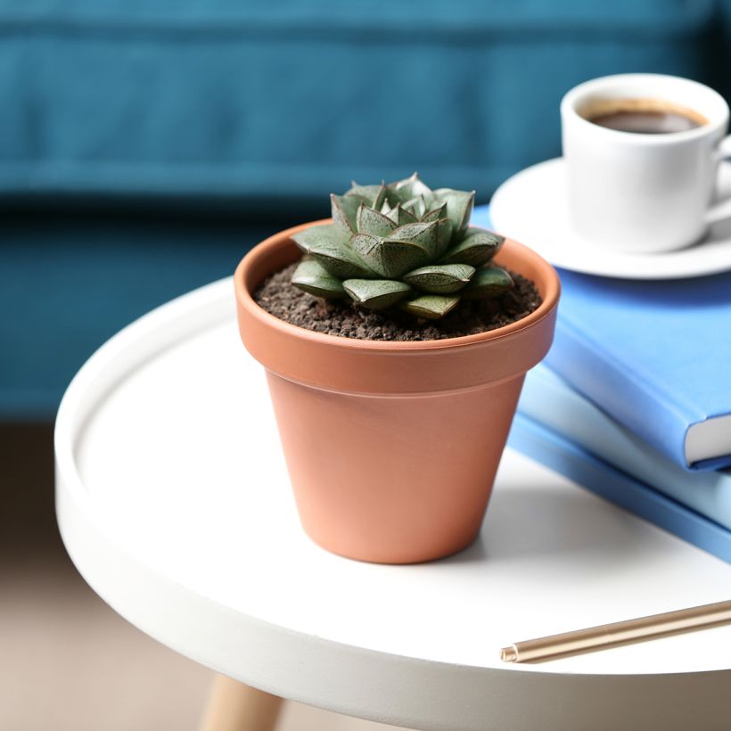 Echeveria purpusiorum (Groeiplaats)