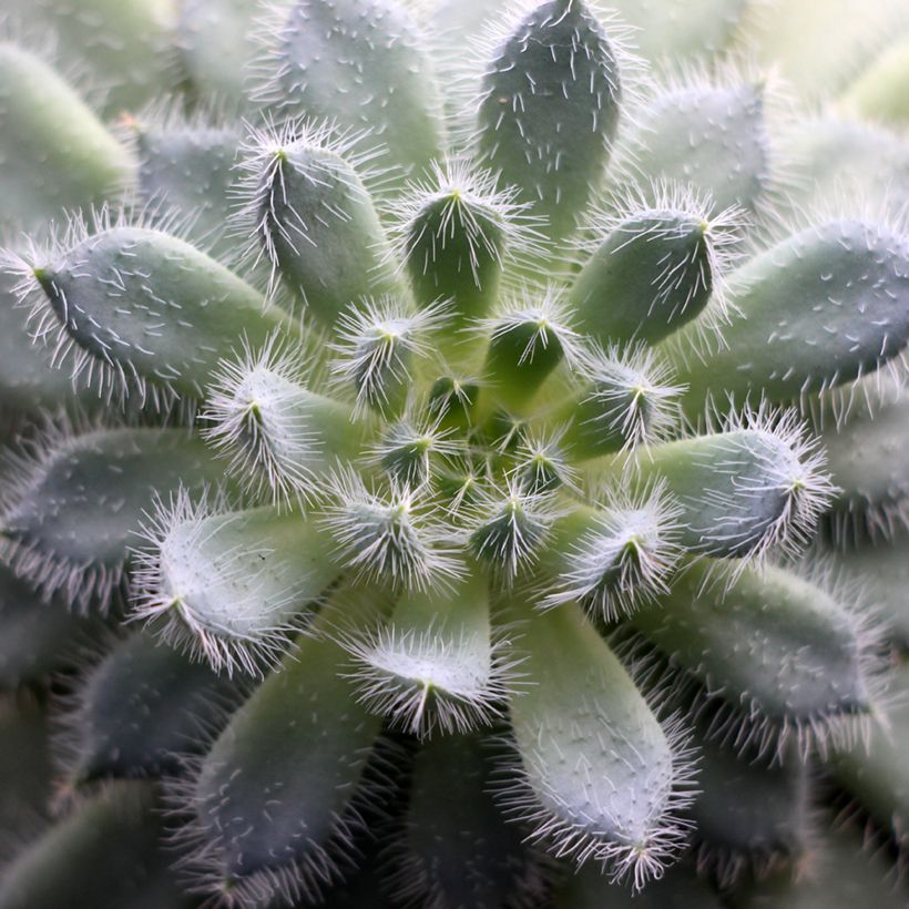 Echeveria setosa (Blad)